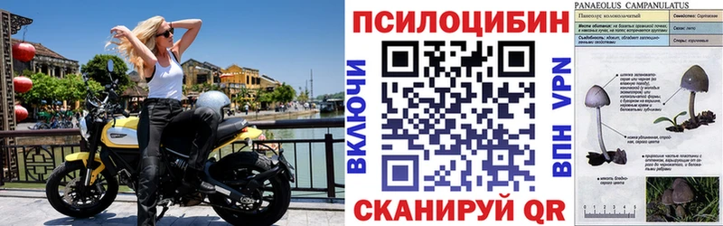 что такое наркотик  Мезень  Галлюциногенные грибы мицелий 